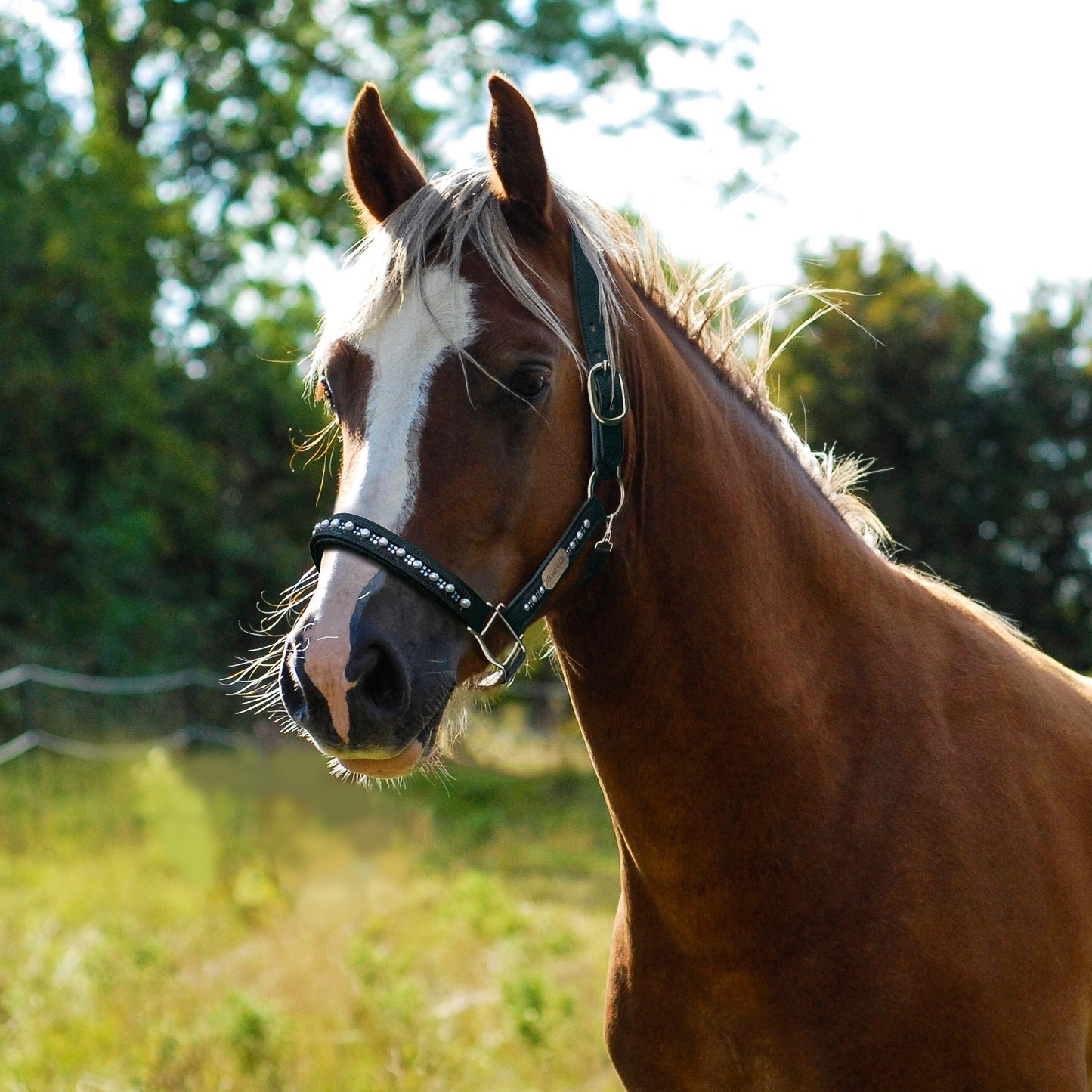 Custom 'Raphael’ Horse Headcollar