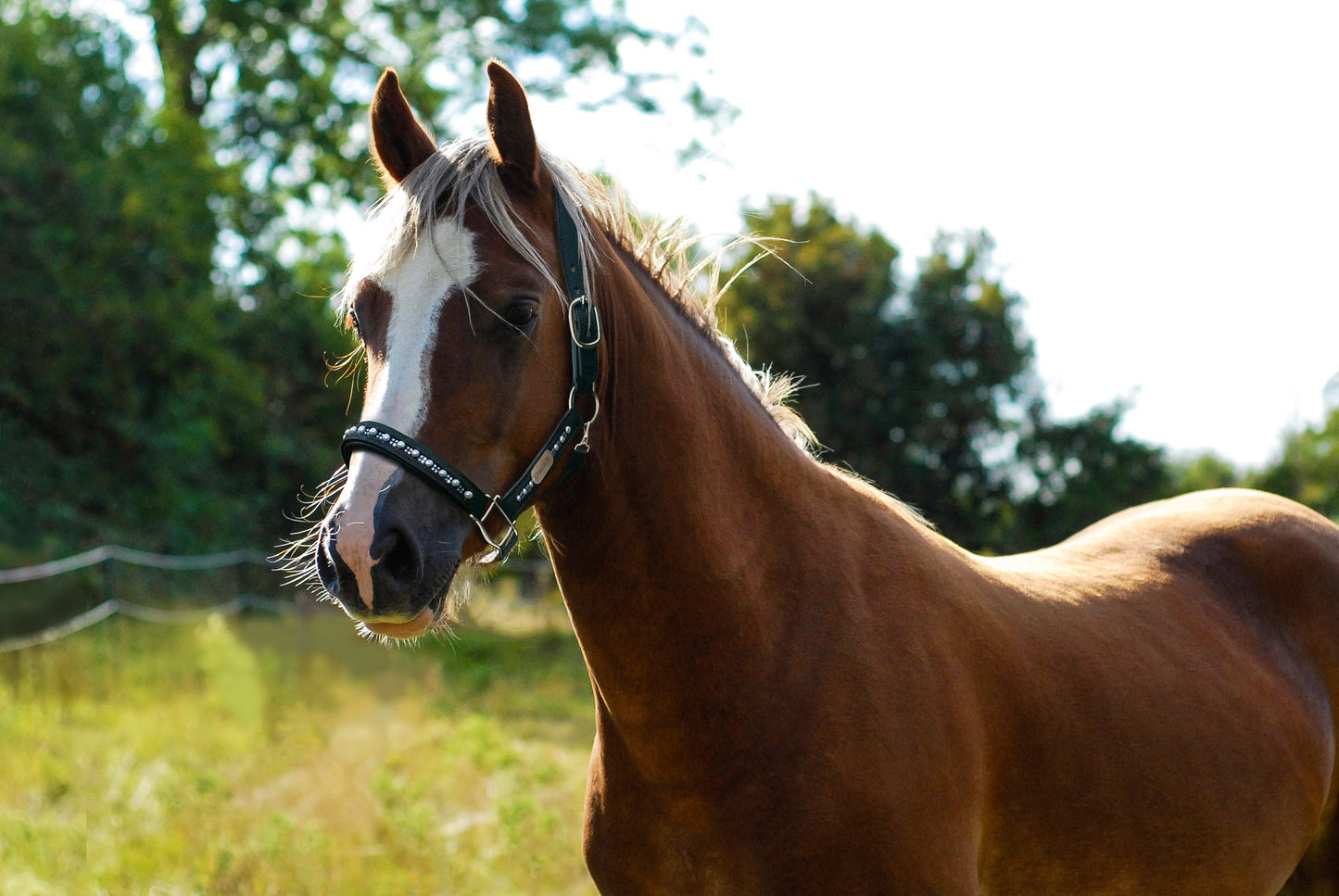 Custom 'Raphael’ Horse Headcollar